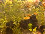 Jonge platy vissen, Dieren en Toebehoren, Vis