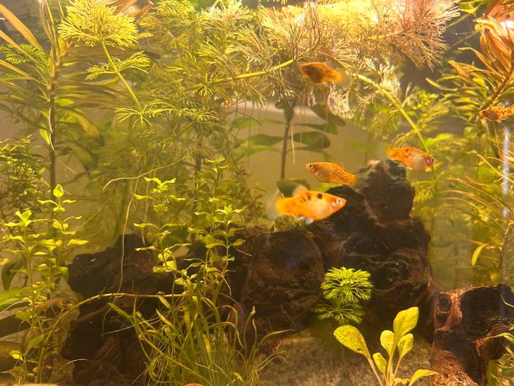 Jonge platy vissen, Dieren en Toebehoren, Vissen | Aquariumvissen, Vis
