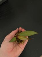 Philodendron Strawberry Shake Reverted, Ophalen of Verzenden, Halfschaduw, Minder dan 100 cm