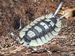 Porcellio Expansus, Overige soorten