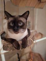 Thai Siamees dekkater uit Duitsland, met geweldige stamboom