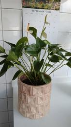 Frisse kamerplant met witte kelken., Ophalen of Verzenden, Halfschaduw, Minder dan 100 cm