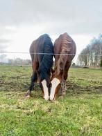 Twee knappe, brave jonge pony’s, Dieren en Toebehoren, Ruin, Zadelmak
