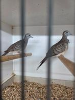 Zebraduifjes en vredes duiven, Meerdere dieren, Overige soorten