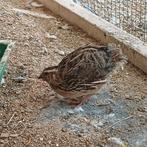 Japanse kwartelhaan, gratis!, Dieren en Toebehoren, Vogels | Overige Vogels, Mannelijk, Tropenvogel