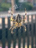 Gezocht: Hulp / Werkster, Overige niveaus, Overige vormen