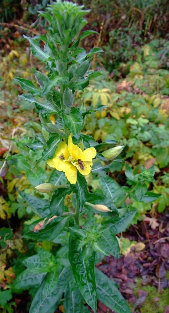 ZAAD  van de teunisbloem inheems plant, Tuin en Terras, Bloembollen en Zaden, Ophalen of Verzenden, Gehele jaar, Volle zon, Zaad