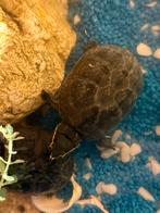 Waterschildpadden met toebehoren, Dieren en Toebehoren, Ophalen, Zo goed als nieuw