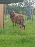 Drents heideschaap Ram, Dieren en Toebehoren, Schapen, Geiten en Varkens, Mannelijk, Schaap