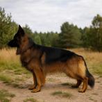 Duitse herder (German shepherd), Dieren en Toebehoren, Honden | Herdershonden en Veedrijvers, Sheepdog, Particulier, Rabiës (hondsdolheid)