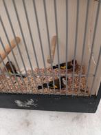 3 bloem putters 160 euro, Meerdere dieren, Wildzangvogel