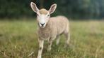Te koop 4 lammeren van Border Leicester, Devon, Ryeland, Dieren en Toebehoren, Schapen, Geiten en Varkens, Meerdere dieren, Schaap