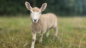 Te koop 4 lammeren van Border Leicester, Devon, Ryeland  beschikbaar voor biedingen