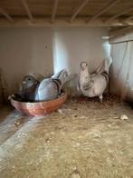 3 jongw duiven dirk vd bulck, Meerdere dieren, Postduif