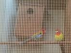 rosellas, Dieren en Toebehoren, Meerdere dieren, Parkiet