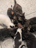 Diverse Kittens