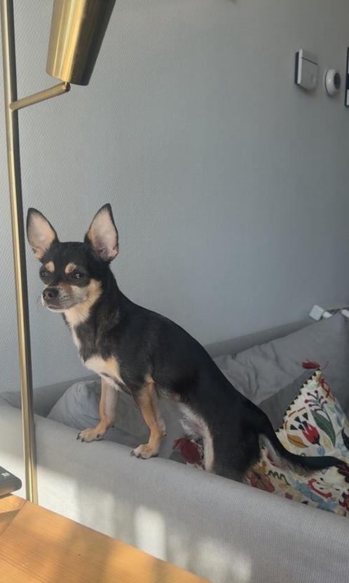 Chihuahua Dekking beschikbaar, Dieren en Toebehoren, Honden | Chihuahua's en Gezelschapshonden, Reu, Chihuahua, Particulier, Eén hond