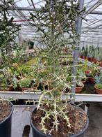 Euphorbia Stenoclada Baill uit Madagaskar in potmaat 24cm, Minder dan 100 cm, Bloeiende kamerplant, Halfschaduw, Ophalen of Verzenden