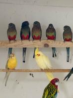 Koppel Veelkleuren parkieten, Dieren en Toebehoren, Vogels | Parkieten en Papegaaien, Meerdere dieren, Parkiet, Geringd