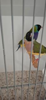 Koppel gouldamadines, Meerdere dieren