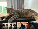 Herplaatsing kater van 2 jaar, Dieren en Toebehoren, Katten en Kittens | Overige Katten, Kater, Kortharig, 0 tot 2 jaar