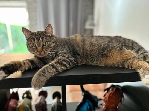 Herplaatsing kater van 2 jaar, Dieren en Toebehoren, Katten en Kittens | Overige Katten, Kortharig, Kater, 0 tot 2 jaar