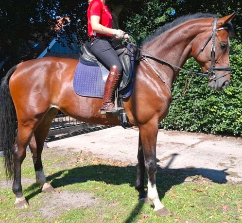Superbrave 7 jr kwpn merrie 1,73(recreatie-manege-sport), Dieren en Toebehoren, Paarden, Merrie, L, 170 tot 175 cm, Springpaard