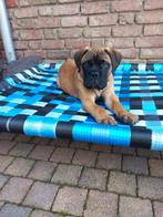 Hondenmand hondenstretcher hondenbed hondenkussen bench dog, Ophalen of Verzenden, Nieuw, Overige