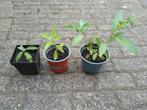 Vlinderstruik stekken, paars (€1,00/ €2,00/€3,00), Ophalen