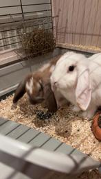 Lieve konijnen te koop!, Dieren en Toebehoren, Konijnen, Meerdere dieren, Klein, Hangoor, 0 tot 2 jaar