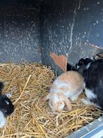 NHD nederlandse hangoor dwerg konijn, Dieren en Toebehoren, Konijnen, Meerdere dieren, Dwerg, Hangoor