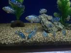 Electric blue Jack Dempsey - Rocio octofasciatum - Aqua, Dieren en Toebehoren, Vissen | Aquariumvissen, Vis, Zoetwatervis