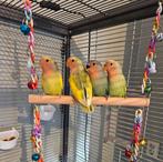 Baby Agapornissen, Dieren en Toebehoren, Vogels | Parkieten en Papegaaien, Geslacht onbekend, Dwergpapegaai of Agapornis, Geringd