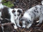 Super schattige Australian Shepherd x Border Collie pups, Parvo, 8 tot 15 weken, Collie, Meerdere