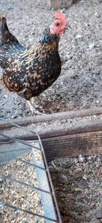Serama kriel, Dieren en Toebehoren, Vrouwelijk, Kip