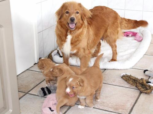 Nova scotia duck tolling retriever pups, Dieren en Toebehoren, Honden | Retrievers, Spaniëls en Waterhonden, Meerdere dieren, Labrador retriever