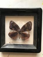 Schilderij met opgezette vlinder, Ophalen