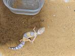 Eublepharis macularius Luipaardgekko, Dieren en Toebehoren, Reptielen en Amfibieën, Hagedis, 0 tot 2 jaar