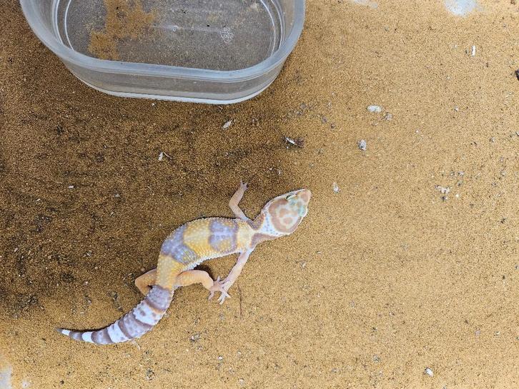 Eublepharis macularius Luipaardgekko