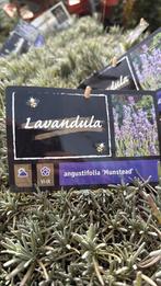 Lavendel top kwalitet grote pot top wortel top prijs 7,95, Volle zon, Vaste plant, Zomer, Ophalen