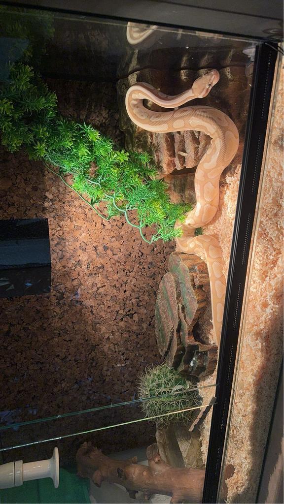 Butter banana koningspython Ball Python - unknown for sale from van der Meulen