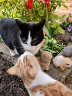 KATTENOPPAS Haarlem-Oost gezocht, Particuliere oppas