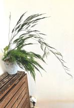 Asparagus Pyramidalis met pot., Ophalen of Verzenden