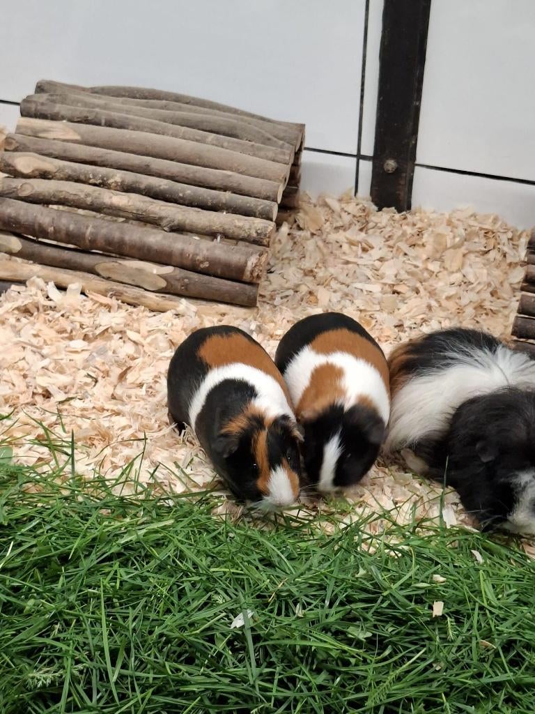 Gladhaar zeugen, Dieren en Toebehoren, Knaagdieren, December, Vrouwelijk, Cavia