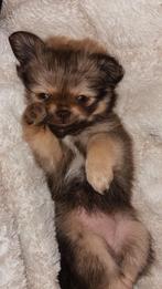 Pomchi pups, 8 tot 15 weken, Parvo, Meerdere, Meerdere dieren