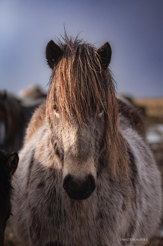 Paddock paradise gezocht voor lieve IJslandse ruin, Dieren en Toebehoren, Stalling, 1 paard of pony