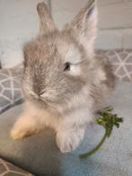 English Angora babies, Dieren en Toebehoren, Meerdere dieren, Groot