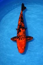 Kage Hi_Utsuri 38-44 cm Sansai, Dieren en Toebehoren, Karper of Koi