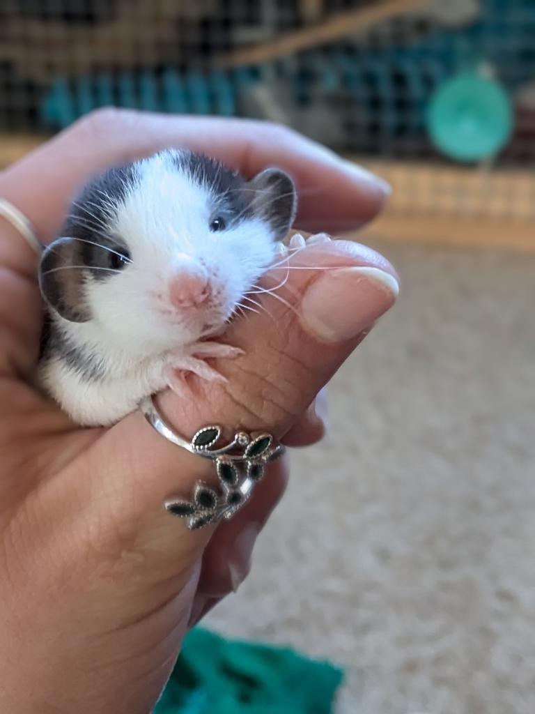 Super tamme baby ratjes mannen, Dieren en Toebehoren, Knaagdieren, Rat, Maart, Mannelijk, Tam