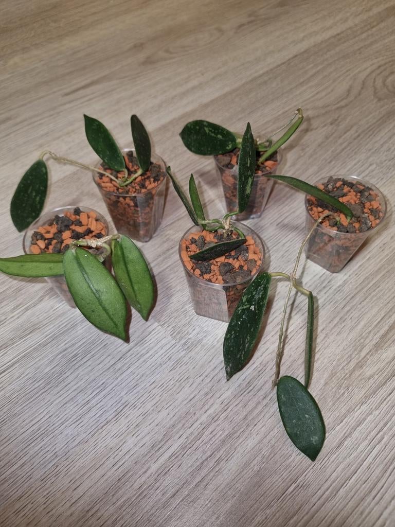 Hoya thomsonii (witte bloemen), Ophalen of Verzenden, Halfschaduw, Minder dan 100 cm